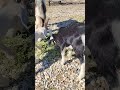 rancho en California