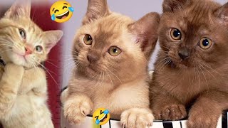 New funny animals videos 😂 funniest cats and dogs 🐶😺 funny videos