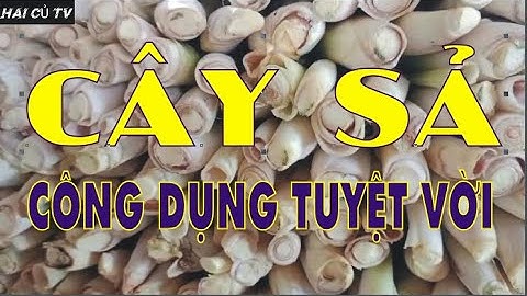 Cây Sả -  Những tác dụng hữu ích với mọi người.