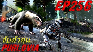 BGZ - ARK: Survival Evolved EP#256 จับตุ่นเขี้ยวดาบ Purlovia