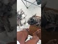 This trend but with pets