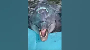صوت الدلفين Dolphin Sound بو علياء صانع المحتوى البحري Shorts 