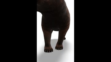 Bear 🐻 Google View in 3D with Argumented Reality AR available - Insect