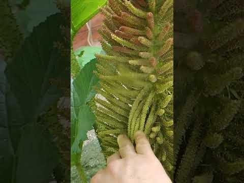 Gunnera Manicata -pylenie.