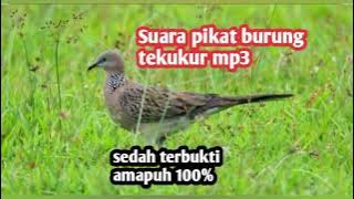 Suara pikat burung tekukur mp3