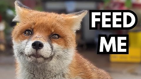 This Fox Can Communicate Telepathically!