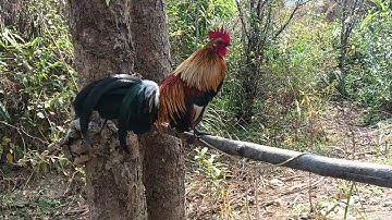 Ntsuag Lau Qaib Dib Daj 27/1/2025...0302132069.. App: 02095873356