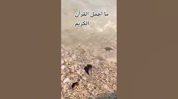 #تلاوة خاشعة بصوت جميل للشيخ ماهر المعيقلي 😍🌹 #ماهر_المعيقلي #اكسبلور #المصحف #الرحمن #راحة_نفسية