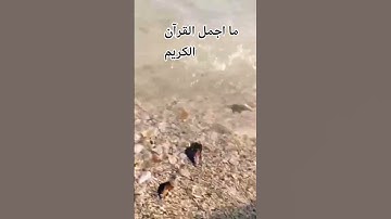 #تلاوة خاشعة بصوت جميل للشيخ ماهر المعيقلي 😍🌹 #ماهر_المعيقلي #اكسبلور #المصحف #الرحمن #راحة_نفسية