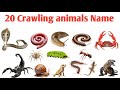 20 Crawling Animals Names in English and Hindi | रेंगने वाले 20 जानवरों के नाम