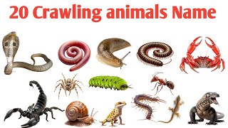 20 Crawling Animals Names in English and Hindi | रेंगने वाले 20 जानवरों के नाम