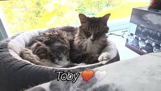 Happy International Cat Day! ππββ¬ #catday #internationalcatday #family #familytime Happy International Cat Day! ππββ¬ #catday #internationalcatday #family #familytime