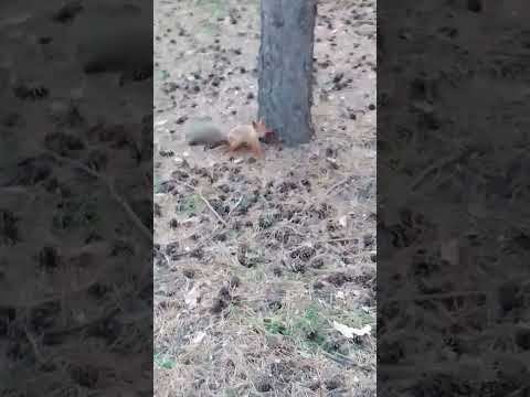 Заводная белка!#белка#лес#сосны#заводная#шустрая#веселая#пвр#сибирь