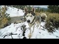 GOHAN THE HUSKY REACTS TO SNOW FOR THE FIRST TIME EVER!