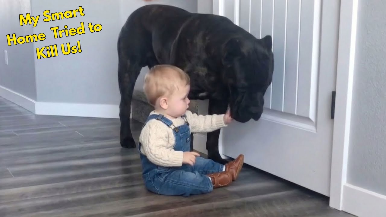 When My Smart Home Became Our Worst Nightmare (Cookie Disaster)