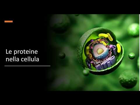 Video: Differenza Tra Proteine integrali E Proteine periferiche