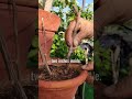 Bougainvillea की cutting लगाने का आसान तरीका #shorts #viral