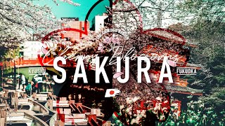 桜 - Japanese Sakura (Cherry Blossom) Fukuoka Japan | Cinematic Video