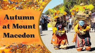 Autumn at Mount Macedon | Honour Avenue, Hanging Rock & Hidden Gems | Day Trip from Melbourne AUS