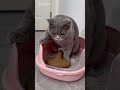 Я опкаколась от дршыка