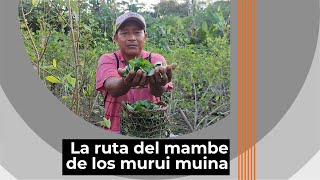 El mambe y la hoja de coca, una planta sagrada para los murui muina