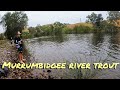 Me and the boys nail a heap of trout in the murrumbidgee