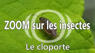Le Cloporte - Vie Sauvage Du Potager - Zoom Série Ep01