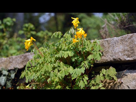 Gelber Lerchensporn - ein Mauerblümchen