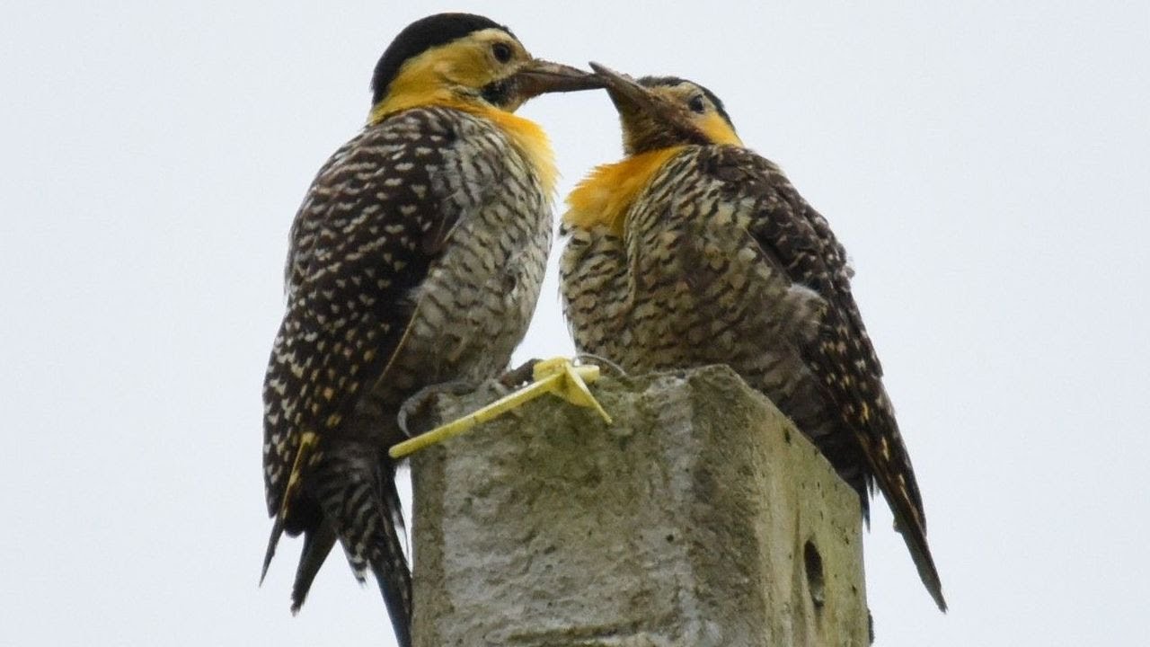 Canto do PICA-PAU-DO-CAMPO - Flicker woodpecker singing 