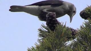 Clark's Nutcracker