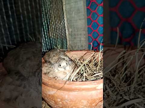 কিং কোয়েল ডিমে তা দিচ্ছে 🥰 #birds #kingquail