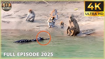 THE CROCODILE: Nature’s Most Explosive Attacker Caught on Film! | Animal Documentary