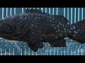 mariculture gentian grouper(龍膽石斑)