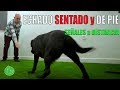 Enseñar a ECHARSE, ACOSTARSE,  SENTARSE y DE PIE a un PERRO (Entrenamiento Básico Obediencia)