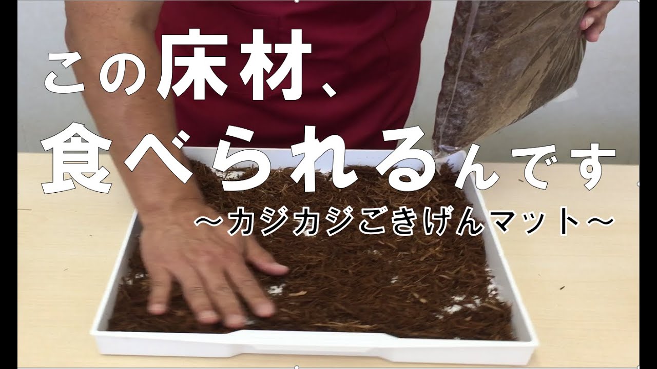 【こんぱまるTV】食べられる床材できました！