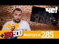 +100500 | Выпуск 285 | Новый сезон на телеканале Че!