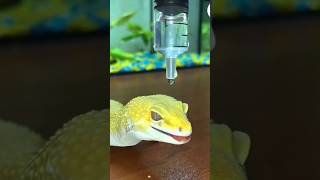 "Le Caméléon Qui Repousse l'Eau Comme du Diamant ! - #CaméléonMagique"🦎💎
