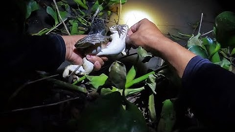 Vừa cắm Câu Cá Lóc đã dính, Thiếu luôn mòi thay câu #đồngcárô