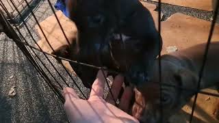 C24 Cute Patterdale Terrier Puppies Exploring And Annihilating