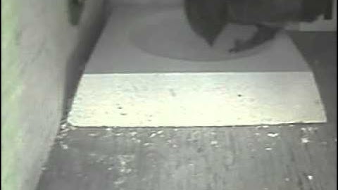 swifts 2014 - a lone swift checks out nest boxes