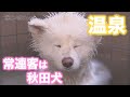 【秋田犬】温泉の常連客・秋田犬のこはるちゃん