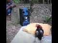 I feel good sound prank chicken edition  viral challenge