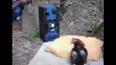 I Feel Good Sound Prank Chicken Edition | viral video challenge