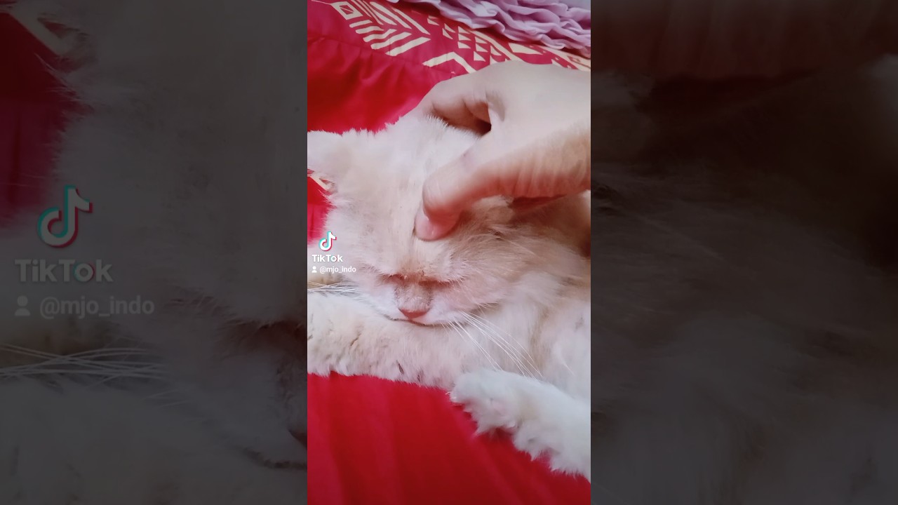 Cat Massage YouTube