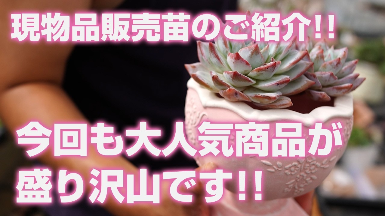 07/09/2026 [Succulents] Introducing Plants Available for Purchase