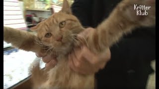 Nabi Is The Happiest Stray Cat There Is (Part Two) | Kritter Klub