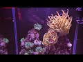 Kwarium morskie AQUAEL NANO REEF DUO 49 Litrow