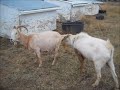 Goat Breeding Time 2017!