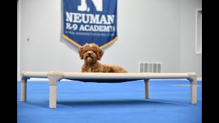 Teddy (Cavapoo) Puppy Camp Dog Training Video Demonstration Teddy The Cavapoo Training Intro