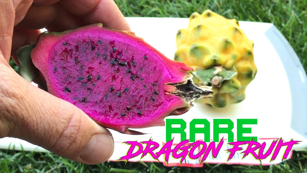 Sugar Dragon” Dragon Fruit – GalaPlants